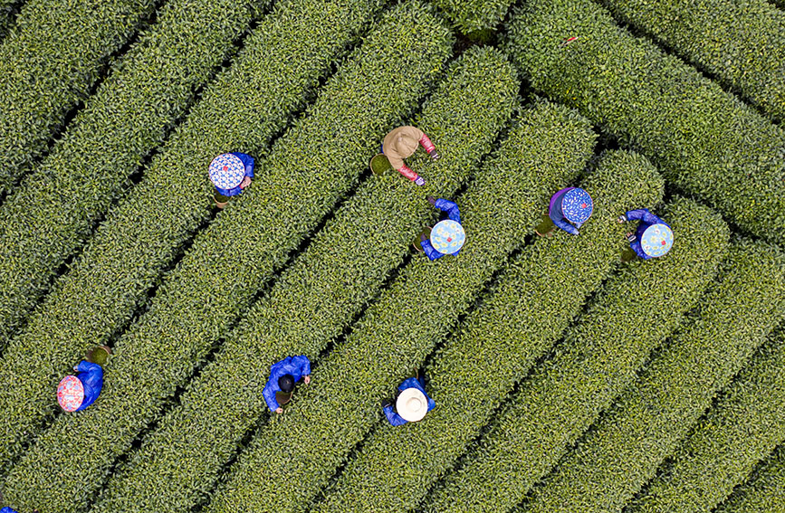 杭州西湖龙井茶正式开采